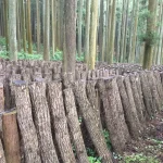 地球にも体にも優しい選択 原木乾ししいたけをたべることは森を守ること