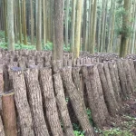 原木乾し椎茸を食べることは日本の山を守ること!