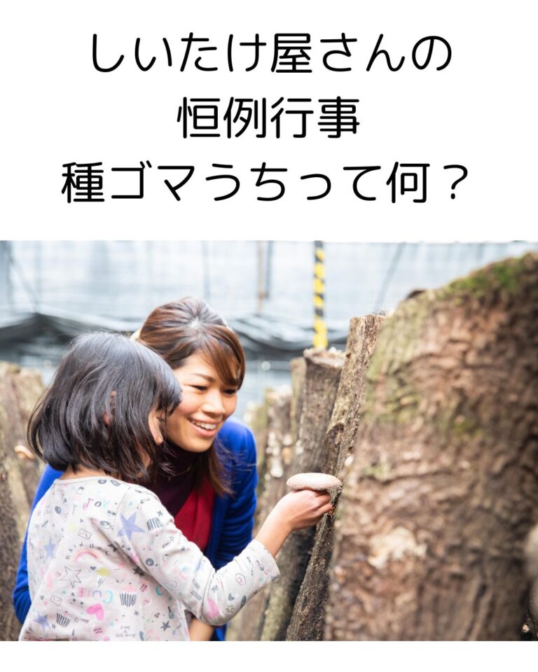 春の原木しいたけ仕事：種ゴマうちってなに？実際の作業を写真でご紹介！