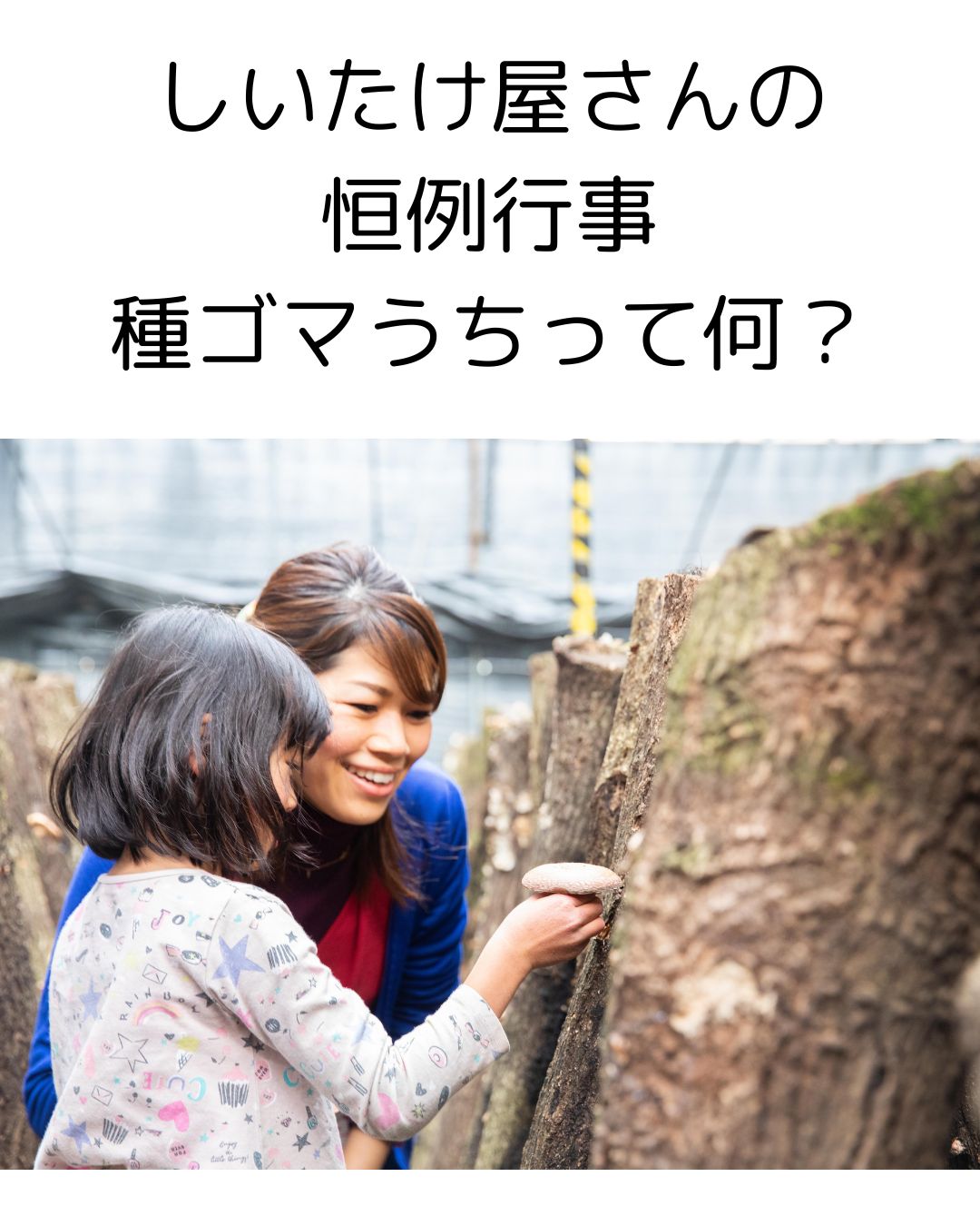 春の原木しいたけ仕事：種ゴマうちってなに？実際の作業を写真でご紹介！